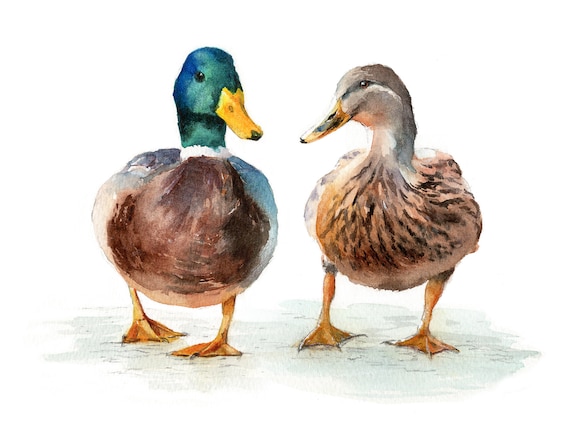 Mallard Duck Couple Watercolour Print, Duck Wall Art, Duck Art Print, Fine Art Giclée Print, Mallard Duck Painting, Duck Picture