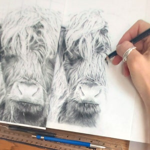 Highland Cow Black and White Art Print, Highland Cow Graphite Pencil Drawing, Countryside Wall Art image 7