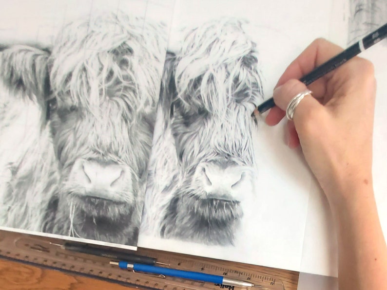 Highland Cow Black and White Art Print, Highland Cow Graphite Pencil Drawing, Countryside Wall Art image 7