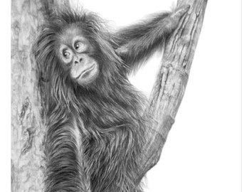 Orangutan Pencil Drawing Art Print | Primate art | Orangutan gift | Orangutan  Wall Art | Orangutan Picture