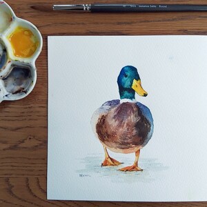 male Mallard ducks watercolour painting