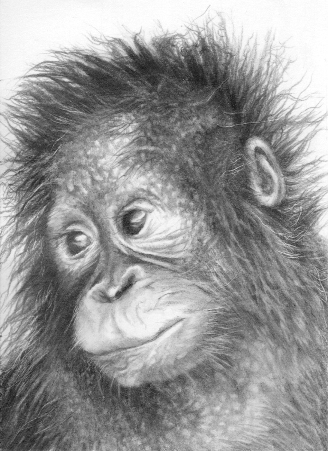 ACEO Baby Orangutan  Art Drawing  Limited Edition Print by 