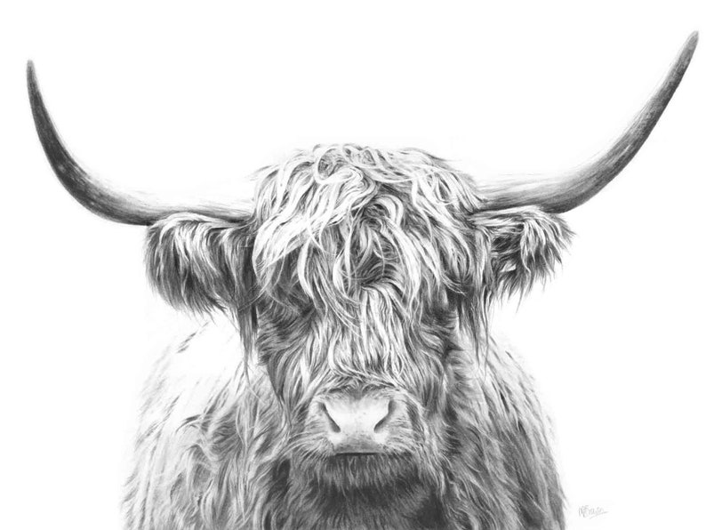 May include: A black and white pencil drawing of a Highland cow with long, shaggy hair. The cow is looking directly at the viewer with a calm expression.
