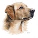 see more listings in the Cats & Dogs section