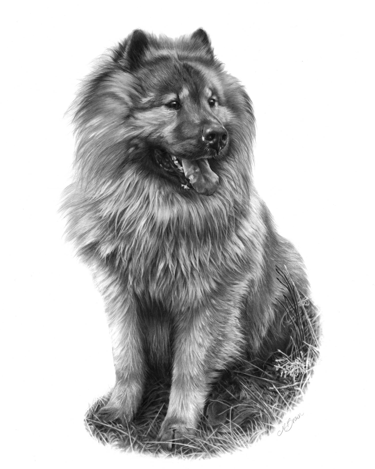 EURASIER DOG Art print Dog Art Drawing of a Eurasier dog Etsy