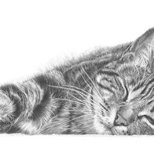 tabby cat pencil drawing wall art print