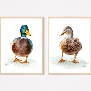 Mallard ducks watercolour paintings