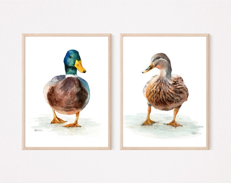 Mallard ducks watercolour paintings