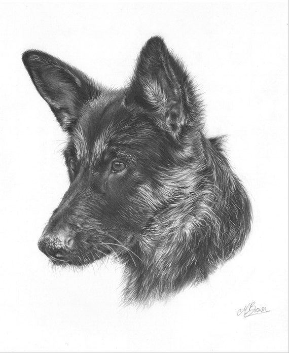 Imprimer Dart De Berger Allemand Art De Chien Dessin Dun Berger Allemand