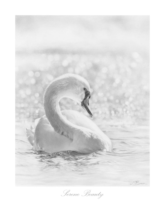 Impression Dart De Cygne Dessin De Cygne Art Des Oiseaux Etsy Impression Dart De Cygne Dessin De Cygne Art Des Oiseaux Etsy