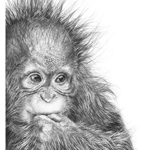 Orangutan Fine Art Print | Baby Orangutan | Wildlife Art Print | Wildlife Orangutan Drawing | Baby Orangutan Print | Cute Animal Art |