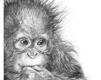 Baby Orangutan Pencil Drawing Art Print | Wildlife Animal Portrait, Orangutan Wall Art