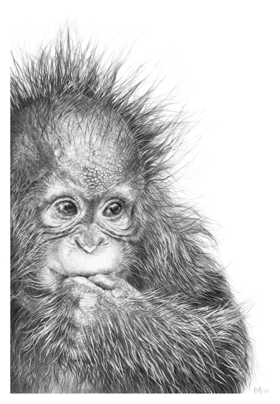 Orangutan Fine Art Print Baby Orangutan Wildlife Art Print - Etsy ...