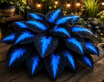 Seltene Hosta Live Plant ( 3er Pack) | Hardy Shade Garten Staude, Landschaftsgestaltung im Freien