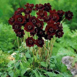 Può includere: Un grappolo di fiori color marrone scuro con petali arrotondati e centri gialli prominenti. Le infiorescenze sono sostenute da sottili steli verdi eretti che si innalzano da una base di fogliame verde chiaro seghettato e strutturato.