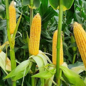 Könnte beinhalten: Mehrere gelbe Maiskolben wachsen an grünen Stängeln auf einem Feld. Jeder Maiskolben ist teilweise von hellgrünen Blättern umhüllt, die Reihen von leuchtend gelben Körnern freigeben. Die Stängel sind von langen, kräftig grünen Blättern umgeben.