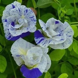 Peut inclure: Trois fleurs de pois papillon avec des pétales blancs tachetés de bleu et des accents bleu profond. Les fleurs sont disposées parmi des feuilles vert vif. Le texte Garden's Heaven est visible au centre de l'image.