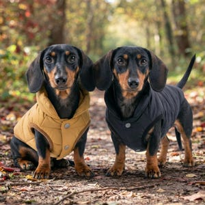 May include: Two black and tan dachshunds wearing quilted vests. The dog on the left wears a mustard yellow vest with silver buttons, while the dog on the right wears a black vest with silver buttons. Both dogs have long ears and short legs.