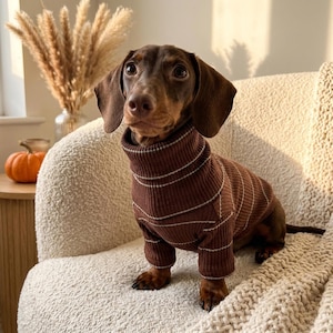 May include: A brown dachshund dog wearing a ribbed turtleneck sweater. The sweater is a dark brown color with thin, horizontal white stripes running across the fabric. The dog has short legs, long ears, and a smooth coat, looking forward with dark eyes.