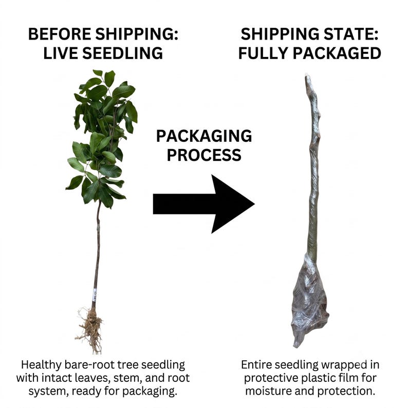 Mfu Tree Grafted Chinese Hawthorn Tree Big Sweet Tart Fruit Bare Root Seedling ...