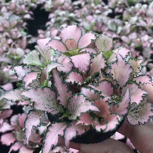May include: A small potted plant featuring ruffled, light pink leaves with dark green, serrated edges and intricate, fine green veining patterns across the foliage. The plant has a dense, compact growth habit with many overlapping leaves.