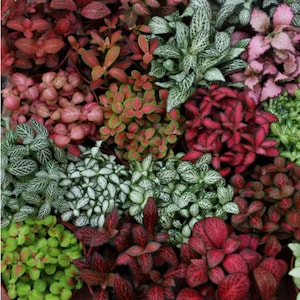 May include: A collection of Fittonia plants featuring diverse foliage colors including vibrant red, deep pink, bright green, and white with intricate vein patterns. The plants are arranged in a dense cluster, showcasing various leaf shapes and textures.