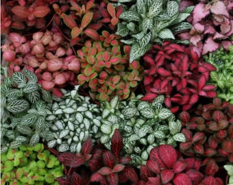 May include: A collection of Fittonia plants featuring a variety of foliage colors including vibrant red, deep pink, bright lime green, and white with intricate vein patterns. The dense clusters of small, oval-shaped leaves create a textured display.