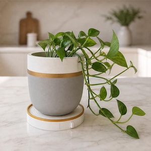 Peut inclure: Un pot de fleurs cylindrique avec une partie supérieure blanche, une partie inférieure grise et une bande dorée horizontale séparant les deux couleurs. Le pot repose sur une base circulaire blanche avec une bordure dorée et contient un pothos vert.