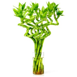 May include: A cluster of vibrant green lucky bamboo stalks arranged in a spiral pattern, featuring multiple leafy branches at the top. The stalks are submerged in a clear glass cylindrical vase filled with water, revealing visible roots.