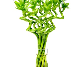 Spiral Lucky Bamboo Plant: 10 Stalks, 8 Inch, Feng Shui Good Fortune Home Office Decor
