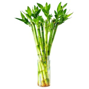 May include: A cluster of lucky bamboo stalks with vibrant green leaves arranged in a clear cylindrical glass vase filled with water. The segmented bamboo stems are light green and feature visible nodes, with roots visible at the base of the vase.