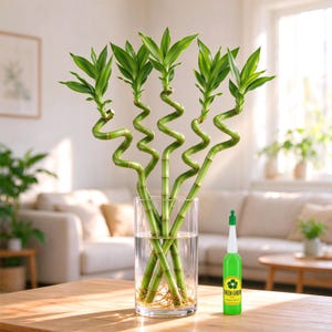 May include: Five spiral lucky bamboo stalks with vibrant green leaves are arranged in a clear glass cylinder vase filled with water and visible roots. Next to the vase stands a small green bottle labeled Green Green.