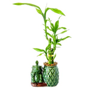 Lucky Bamboo 3 Stalk Set | Elephant Pineapple Ceramic Pot, Feng Shui Decor