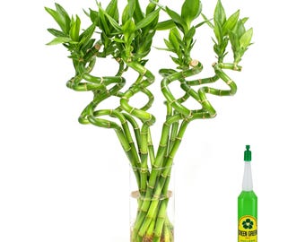May include: A cluster of spiral-shaped lucky bamboo stalks with vibrant green leaves arranged in a clear glass cylindrical vase filled with water, accompanied by a small green plastic bottle of plant fertilizer labeled Green Green.
