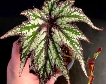 Begonia Connie Boswell starter plants