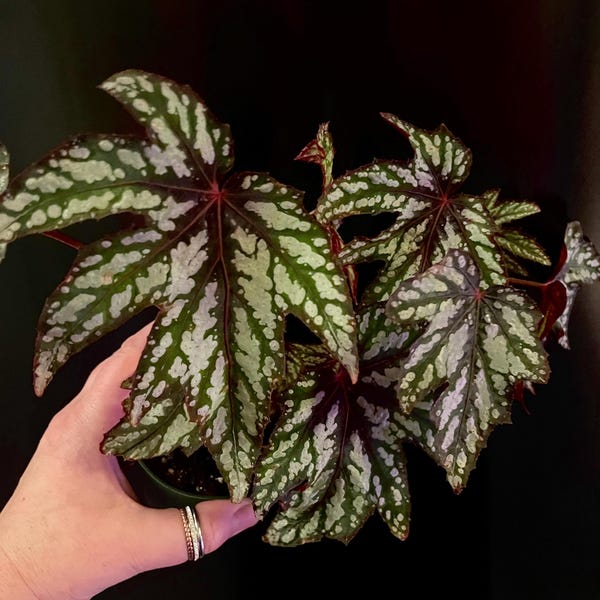 Begonia Mr. O’Flaherty. Rare rhizomatous begonia with colorful star shaped leaves