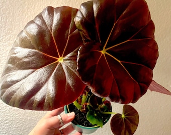 Begonia “Red Fred”. Huge mature deep red leaves