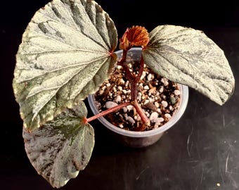 Begonia “Silver Suede” in a 3 inch pot
