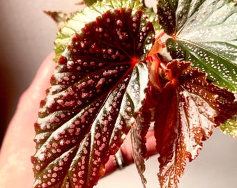 Begonia Benigo 3” pot. Aka Maculata pink spot