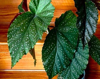 Begonia Lucerna. Large growing cane begonia with spotted angelwing leaves in 4 inch pot