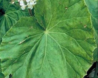 Begonia popenoei Starter Plant: Giant Green Leaves, White Blooms – Rare Houseplant