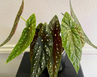 Angel wing begonia ‘Eric Seel’ starter plant or cutting