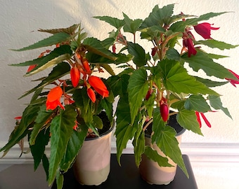 Begonia boliviensis hybrid “Beauvilla”. Your choice of red or dark salmon