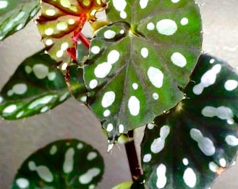 Begonia jiew hoei leaf cutting or top cut