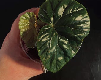 Begonia Thurstonii starter plant
