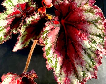 Rex Begonia “Salsa”. Large colorful leaves, easy to grow.