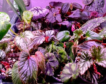 Mystery Begonia starter plants