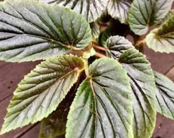 Begonia U402 starter plant