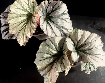 Begonia Looking Glass starter plant