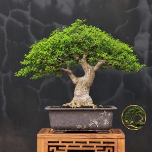 Puede incluir: Un bonsái con un tronco grueso y texturizado y un follaje verde denso y vibrante. El árbol está plantado en una maceta rectangular de cerámica gris oscuro que presenta un sutil diseño floral grabado en la parte frontal. Se observa un logotipo dorado circular.